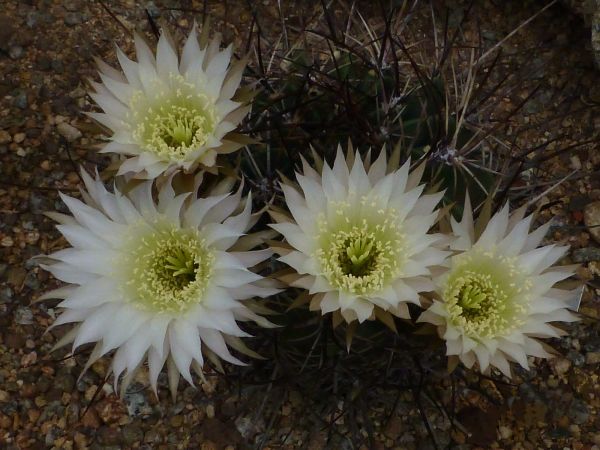 Lobivia ferox v. longispina P71